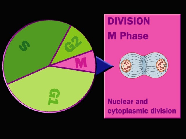 [Cell-cycle-Division-M-phase3.jpg]