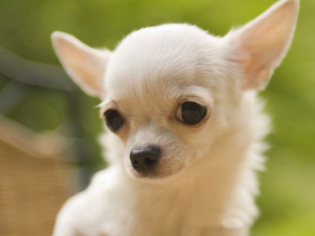 [Amazing%2520Animals%2520Pictures%2520Chihuahua%2520%25281%2529%255B3%255D.jpg]