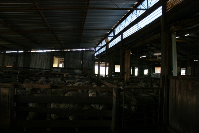 sheep dark shed