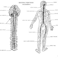 cuerpo humano sistema nervioso