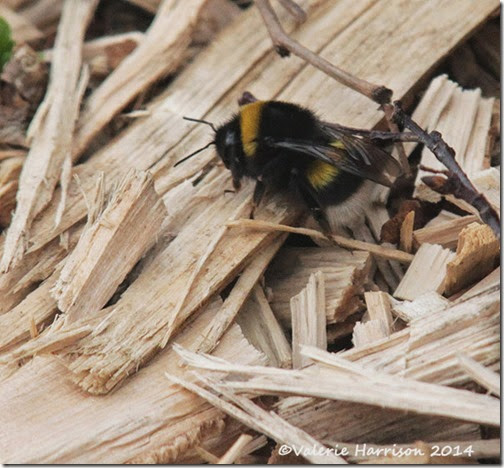 16-bumblebee