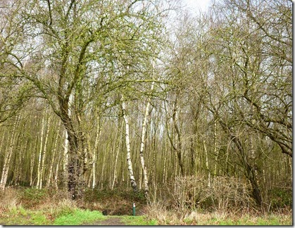 7 birch trunks in the sun
