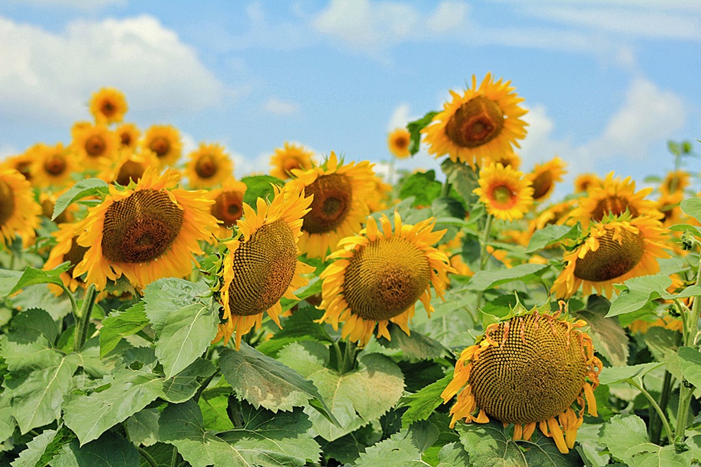 [sunflower%255B5%255D.jpg]