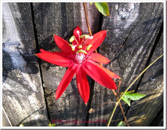 02-03-red-passion-flower