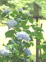 Hydrangea in bloom 6.2012