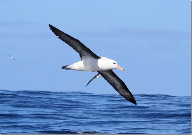 black-browed_albatross1