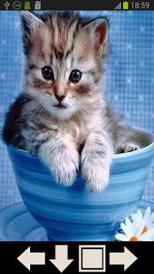 Cute Cat Wallpapers Screenshots 1