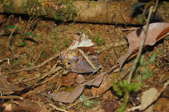 Gnophodes betsimena betsimena (BOISDUVAL, 1833). Parc Andasibe-Mantadia, Périnet (Madagascar), 30 décembre 2013. Photo : T. Laugier