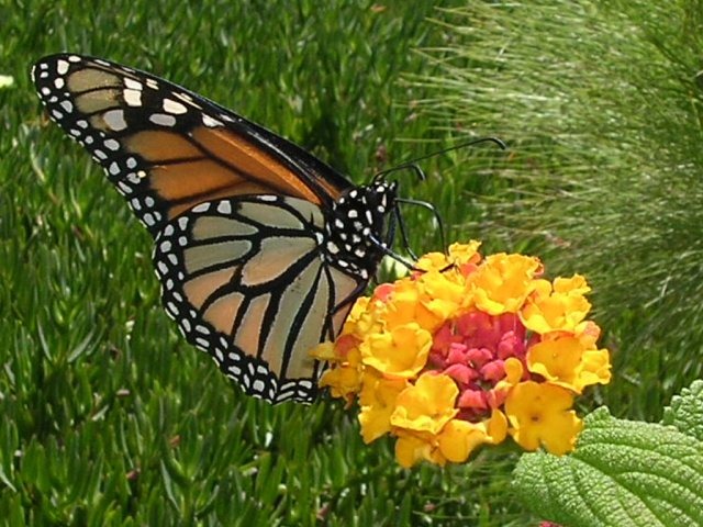 [mariposa%2520monarca6%255B4%255D.jpg]