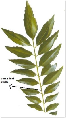 curry leaf stalk