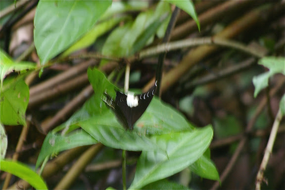 Neorina lowii lowii DOUBLEDAY, 1849. Lot n°2, Sukau (Sabah, Malaisie), 13 août 2011). Photo : J.-M. Gayman