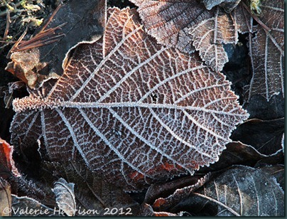1-frosty-leaf