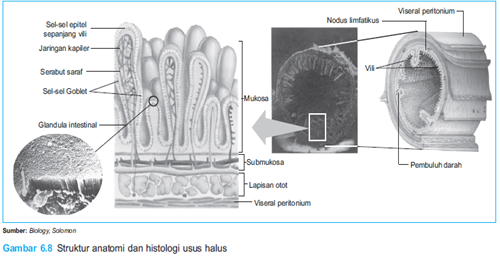 Struktur anatomi usus halus