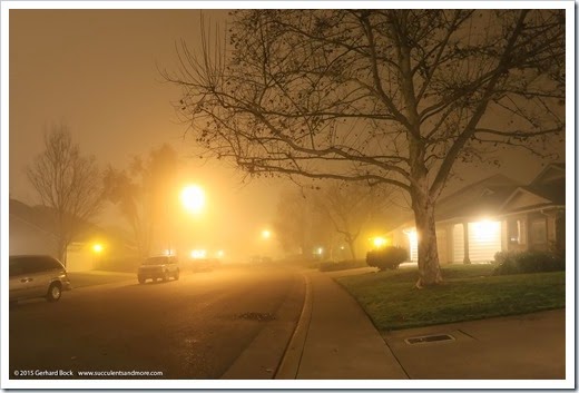 150123_fog_night7