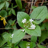 Tropical mexican clover