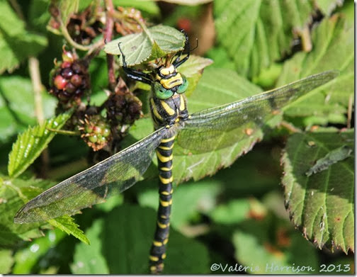 37-golden-ringed-dragonfly