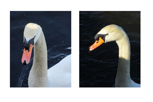 swan-head