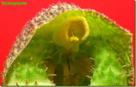Monadenium echinulatum macro fiore