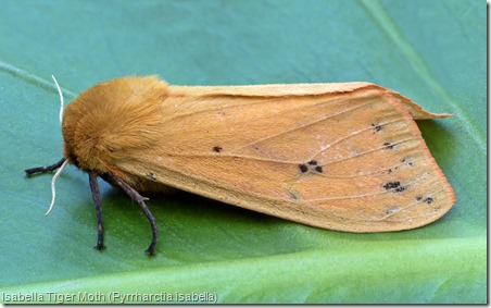 Isabella Tiger Moth (Pyrrharctia isabella)  (1)