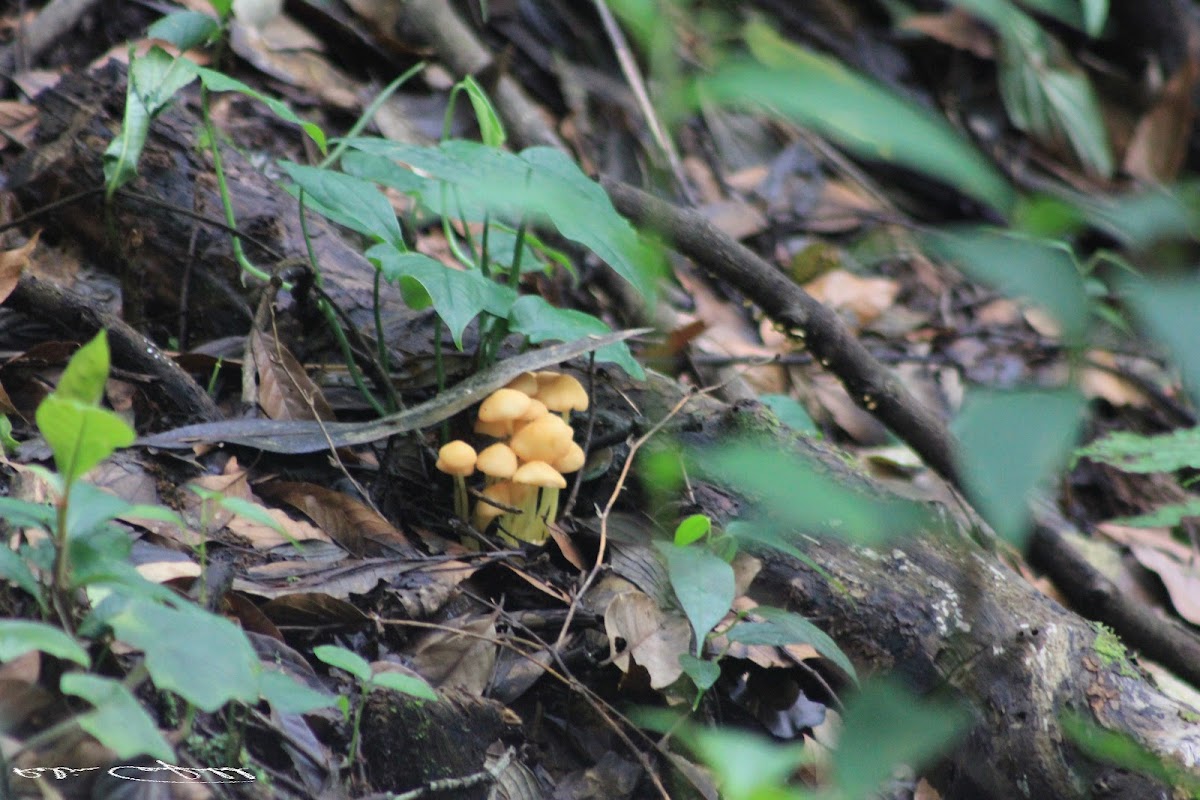 uncertain mushrooms