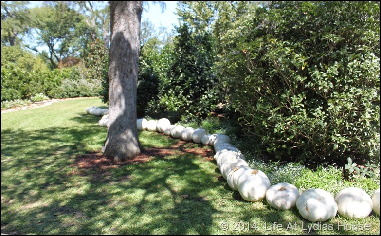 Dallas Arboretum - pumpkin festival-white garden 1