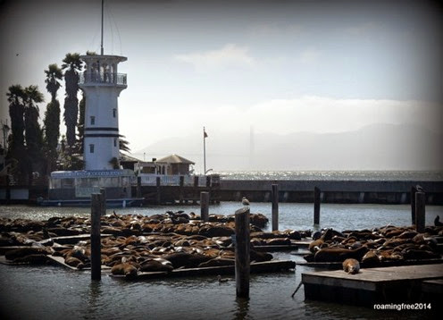 Sea Lions at the pier