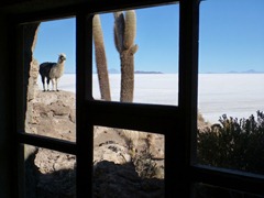 View from the refugio on Isla Incahuasi in the Salar de Uyuni.