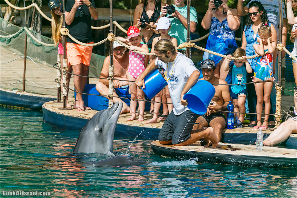LookAtIsrael.com - Фото путешествия по Израилю | Дельфиний риф в Эйлате. Дельфинарий | Dolphins reef in Eilat | דולפינריום באילת