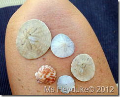 Shaon's shells at Oceanside Beach CA 