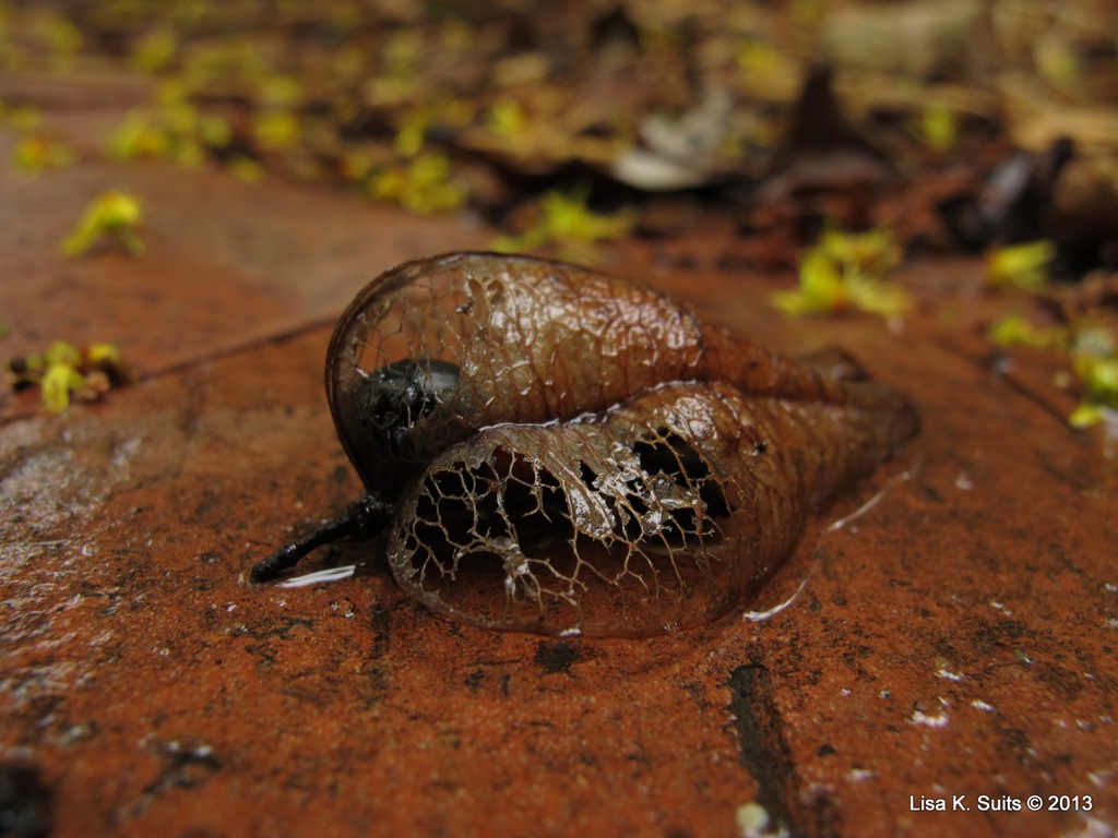 [golden-rain-tree-seed-pod5.jpg]
