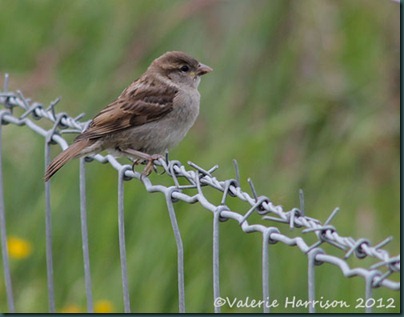 1-sparrow