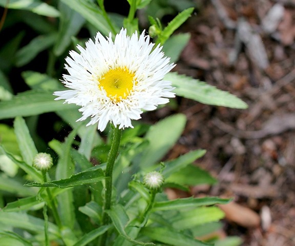 [flower%255B4%255D.jpg]