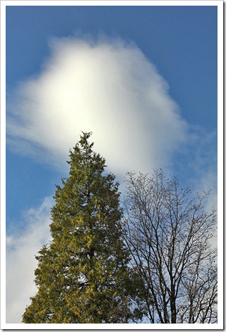 111124_mtshasta_trees cloud