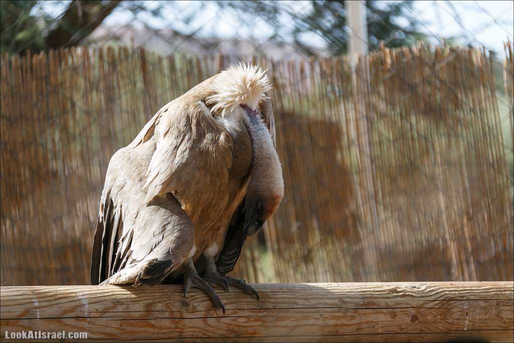 LookAtIsrael.com - Заповедник библейских животных Хай Бар | Hai Bar reserve | חי בר