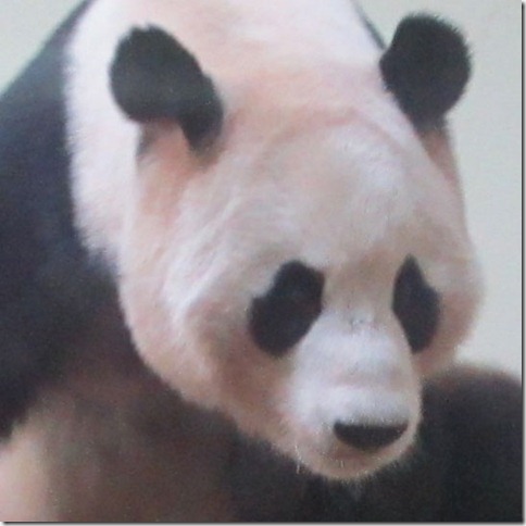panda-he