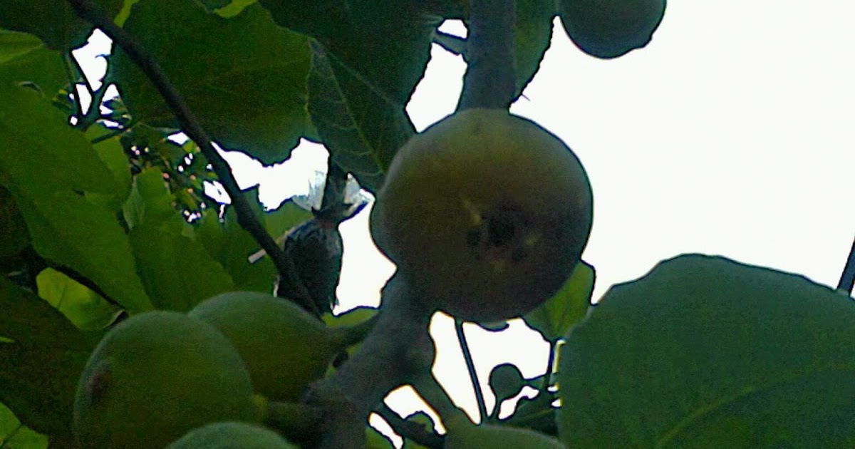 Asal Usul Buah Tin Dan Zaitun | Seputar Buah