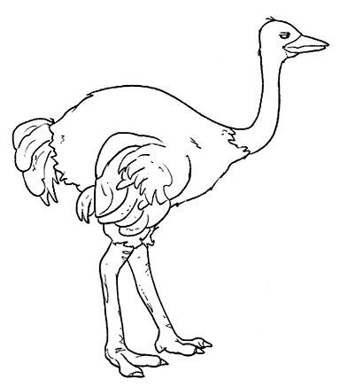 OSTRICH COLORING