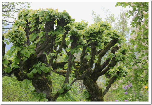 120506_pollarded-linden-tree_01