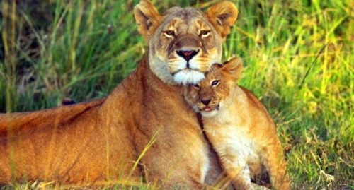 [lioness-and-lion-cub3.jpg]