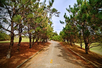Pines on Both Sides at Camp John Hay's Golf Course