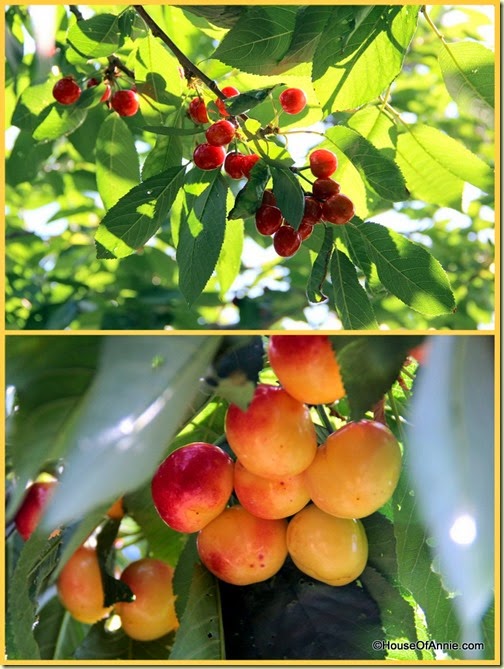Ripe red and Rainier cherries, ready for the picking