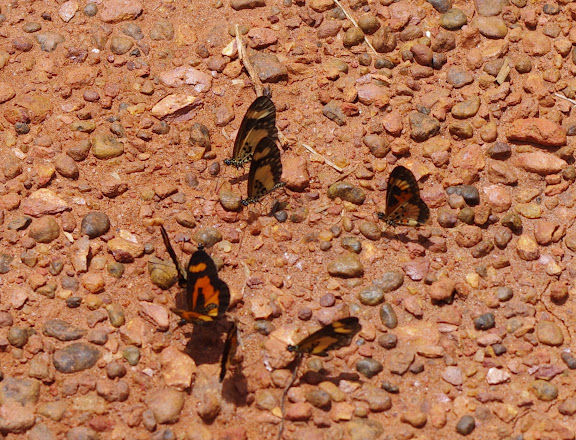 Acraea bonasia bonasia FABRICIUS, 1775 et Acraea acerata HEWITSON, 1874 (à droite). Piste vers Ebogo (Cameroun), 8 avril 2012. Photo : J.-M. Gayman