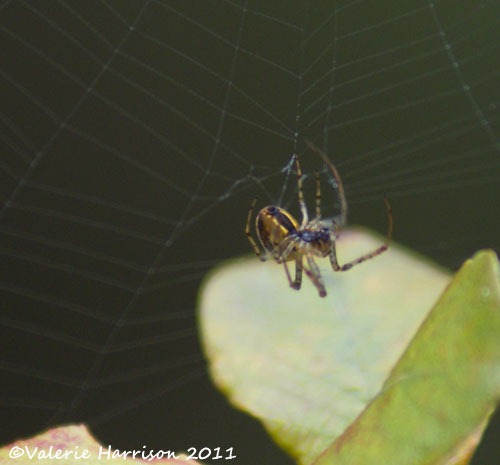 [4-spider-1%255B2%255D.jpg]