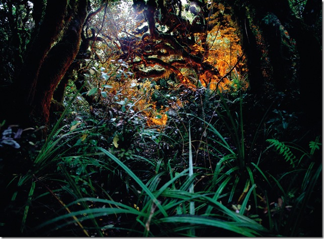 André Wagner_2006_Rainforest_110x150cm