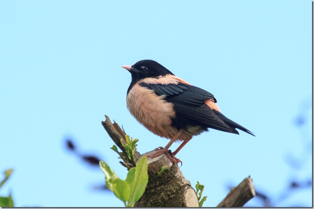 Wells_Rose-coloured_Starling-1