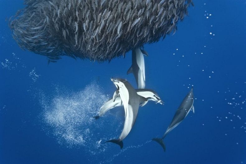 shark-and-mackerel-3 shark-and-mackerel-3