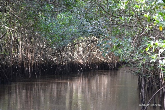 Into the Mangrove Tunnels