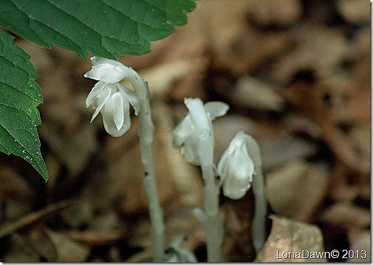 EJC_Indian_Pipe