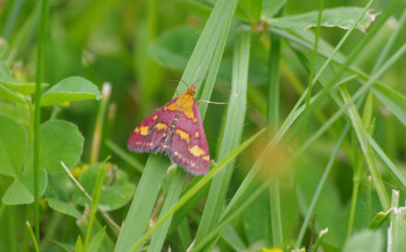 Crambidae : Pyraustinae : Pyrausta purpuralis (L., 1758). Les Hautes-Lisières (Rouvres, 28), 5 juillet 2012. Photo : J.-M. Gayman