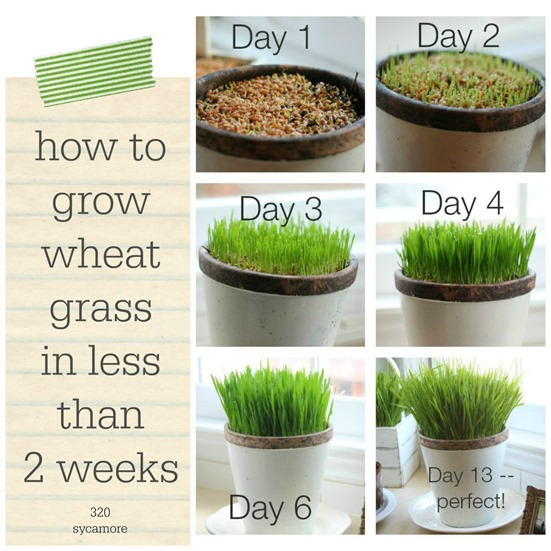 how to grow wheat grass in less than 2 weeks